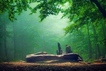 جنگل الیمستان