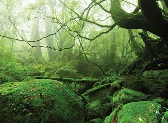 جزیره یاکوشیما