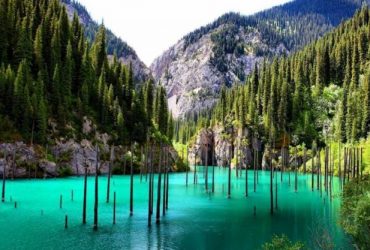 جنگل های زیبای جهان