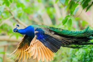 باغ پرندگان اصفهان