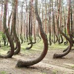 جنگلی با درختان رقصان