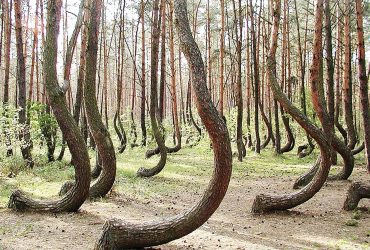 جنگلی با درختان رقصان